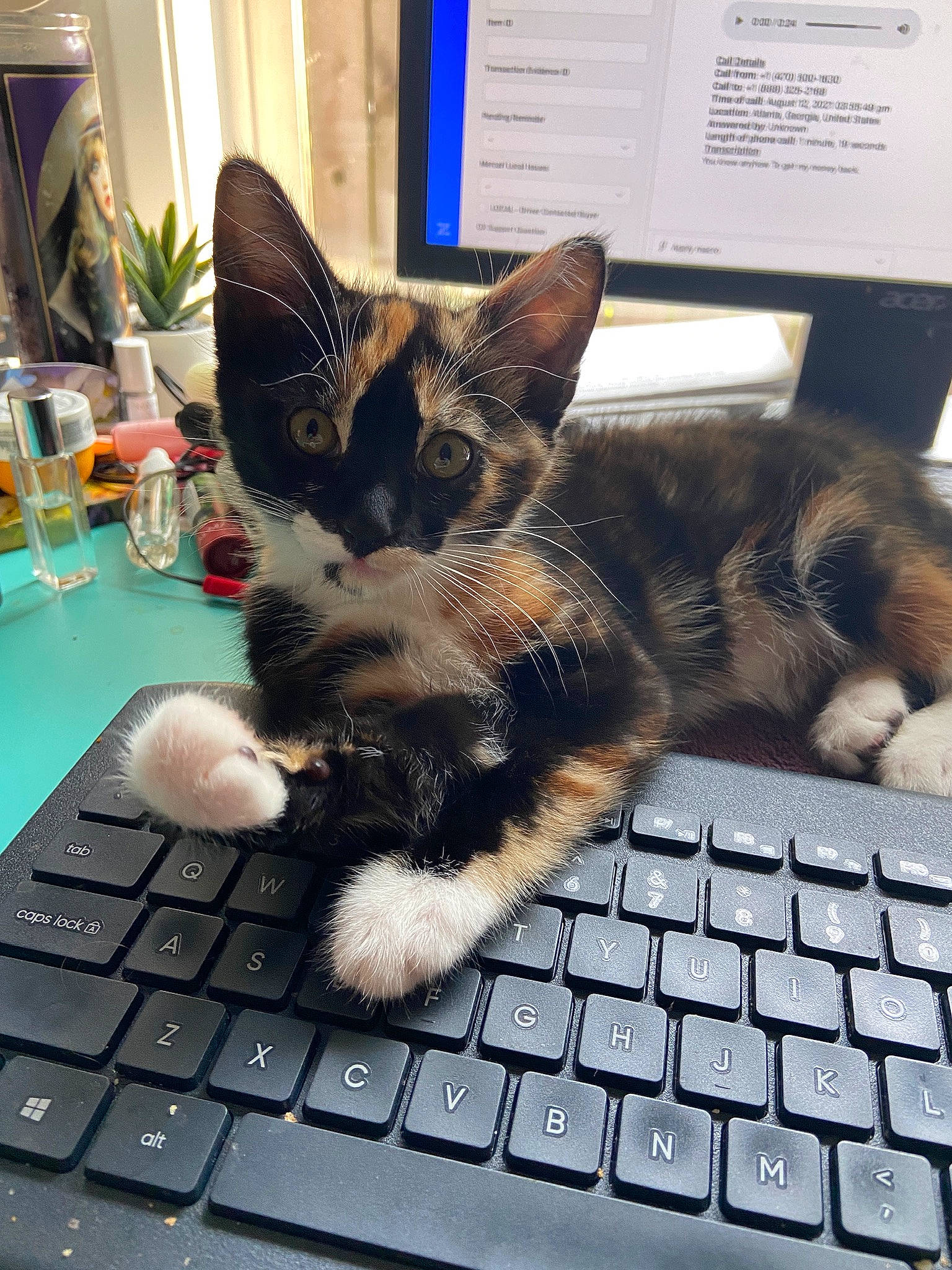 Poppy joined the competition — help win amazing prizes! carnivore, cat, computer, computer_keyboard, felidae, flooring, houseplant, input_device, laptop, netbook, office_equipment, output_device, peripheral, personal_computer, plant, snout, space_bar, tableware, touchpad, whiskers