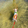 dog, water, leash, harness, person, legs, reflection, shallow_water, outdoor, summer, sunlight, sand, animal, pet, walking, recreation, canine, nature, adventure, daytime