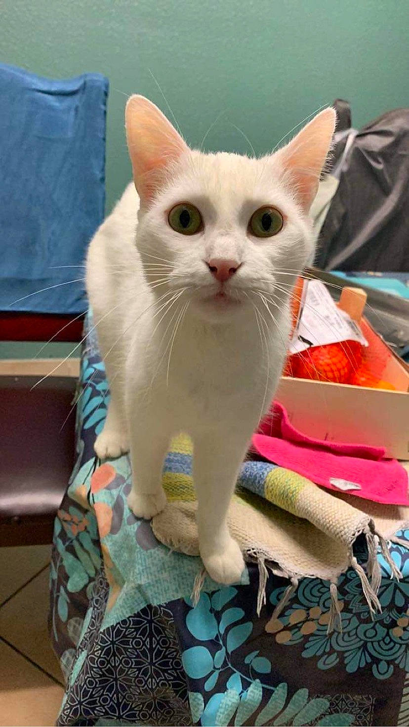 Kinoa a rejoint le concours — aidez-le/la à gagner de superbes lots ! carnivore, cat, claw, collar, comfort, domestic_short_haired_cat, eye, fawn, felidae, fur, pattern, paw, pet_supply, small_to_medium_sized_cats, snout, tail, whiskers