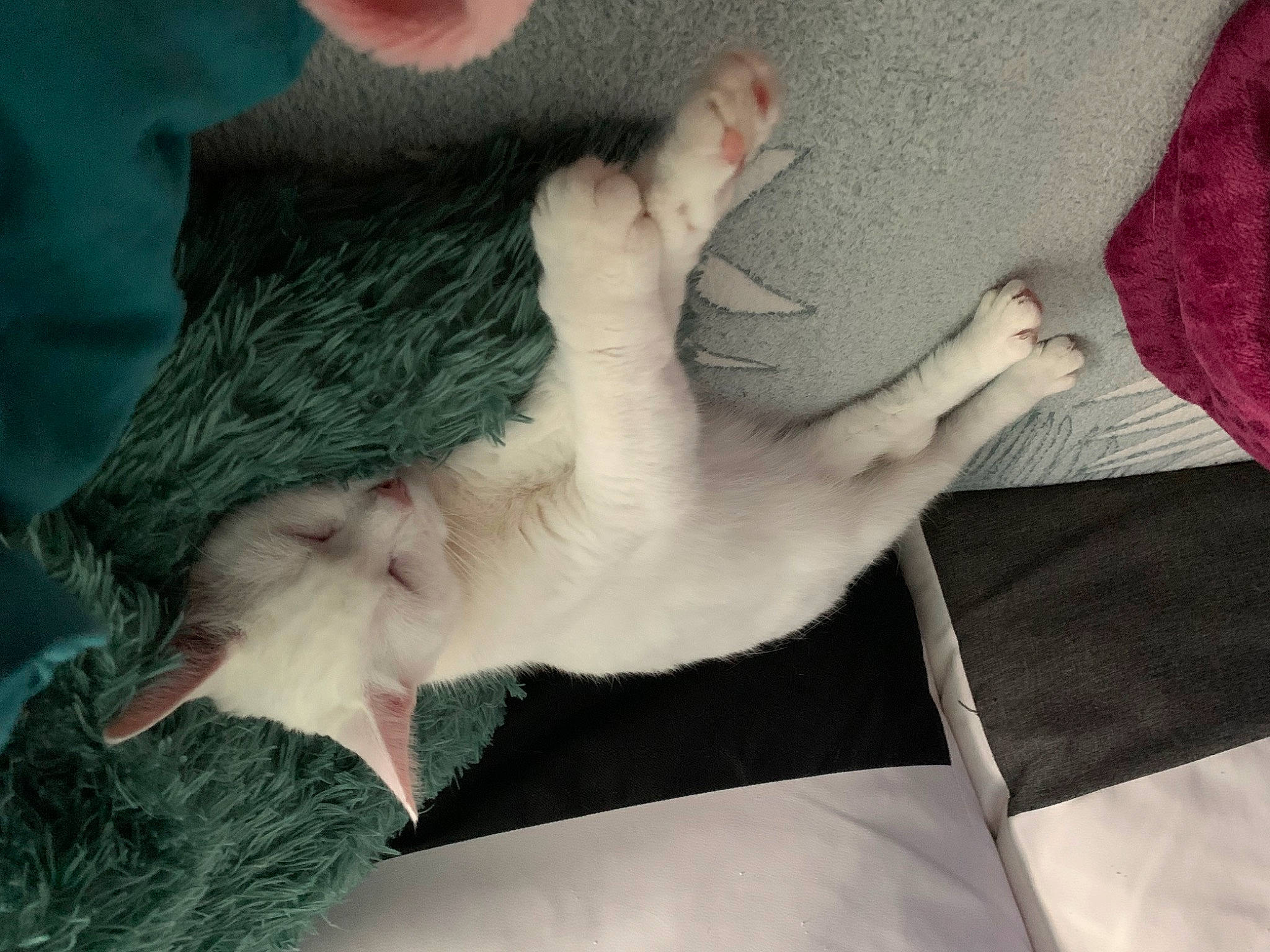 Snowlita a rejoint le concours — aidez-le/la à gagner de superbes lots ! barefoot, bed, carnivore, comfort, fawn, felidae, foot, gesture, grey, knee, lap, leg, nail, neck, small_to_medium_sized_cats, tail, thigh, trunk, whiskers, wrist