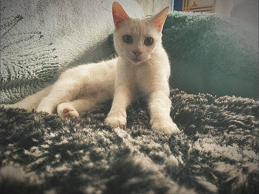 Snowlita participe au concours pour gagner de l'argent avec cette photo : carnivore, cat, claw, domestic_short_haired_cat, fawn, felidae, fur, grass, paw, small_to_medium_sized_cats, snout, soil, tail, terrestrial_animal, whiskers, wildlife, wood