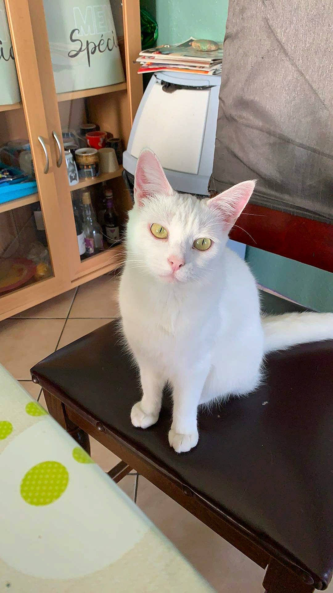 Snowlita a rejoint le concours — aidez-le/la à gagner de superbes lots ! cabinetry, carnivore, cat, domestic_short_haired_cat, drawer, felidae, flooring, fur, hardwood, home_appliance, kitchen_appliance, paw, refrigerator, room, shelf, shelving, small_to_medium_sized_cats, table, tail, whiskers