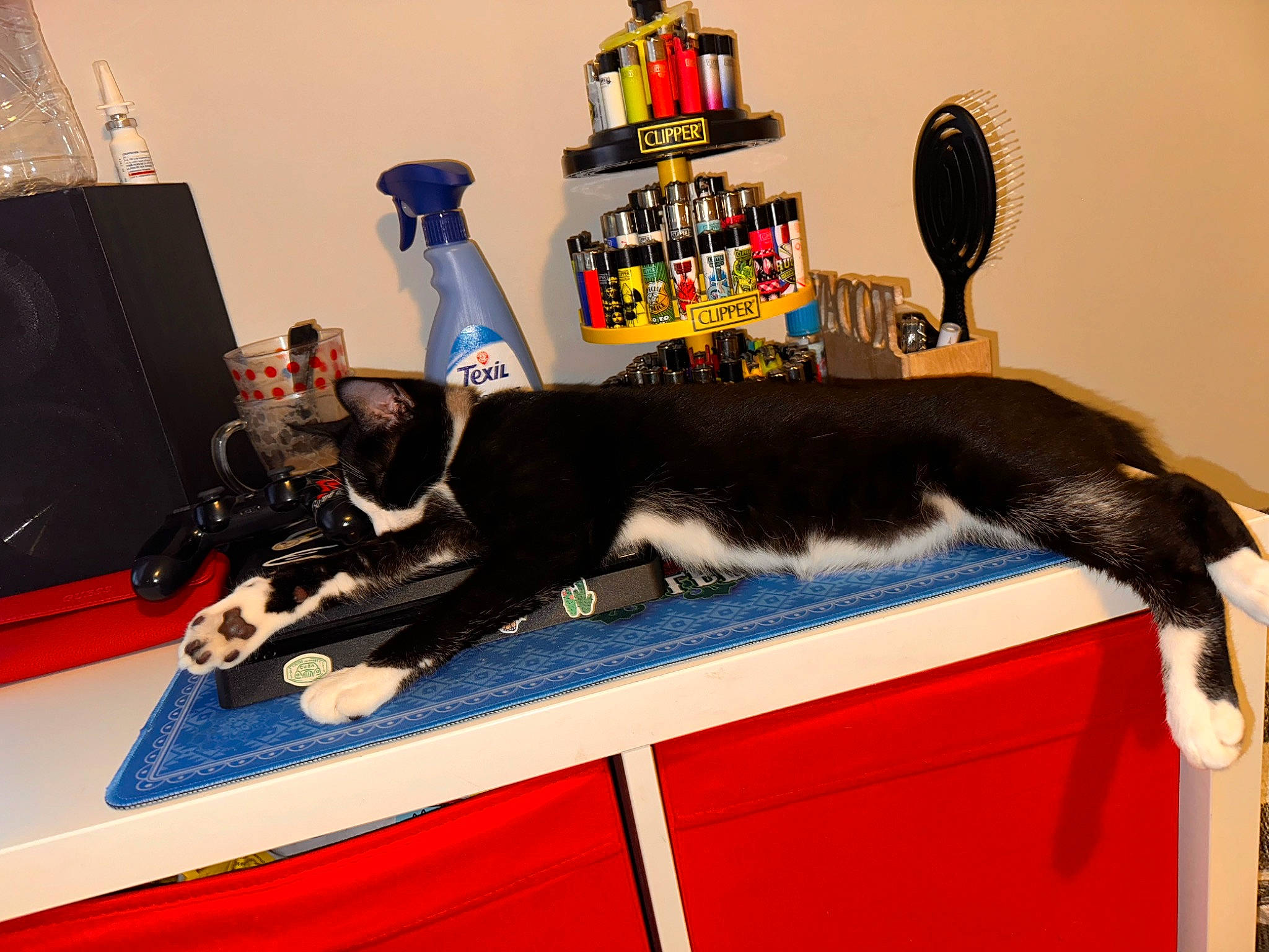 Tunel a rejoint le concours — aidez-le/la à gagner de superbes lots ! balloon, carnivore, cat, comfort, felidae, recreation, rectangle, room, small_to_medium_sized_cats, table, tail, toy