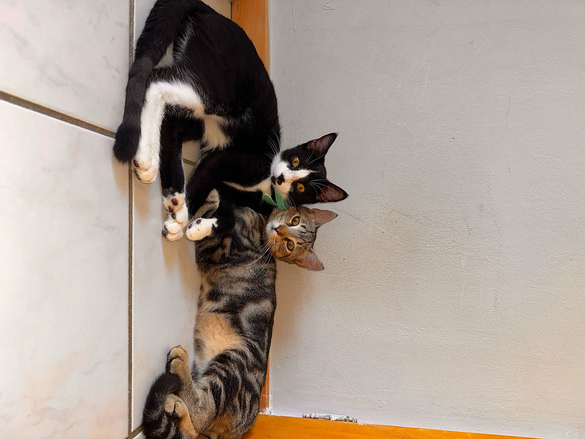 Tunel a rejoint le concours — aidez-le/la à gagner de superbes lots ! carnivore, cat, claw, comfort, dog_breed, domestic_short_haired_cat, felidae, flooring, fur, hardwood, paw, small_to_medium_sized_cats, snout, tail, tree, whiskers, wood