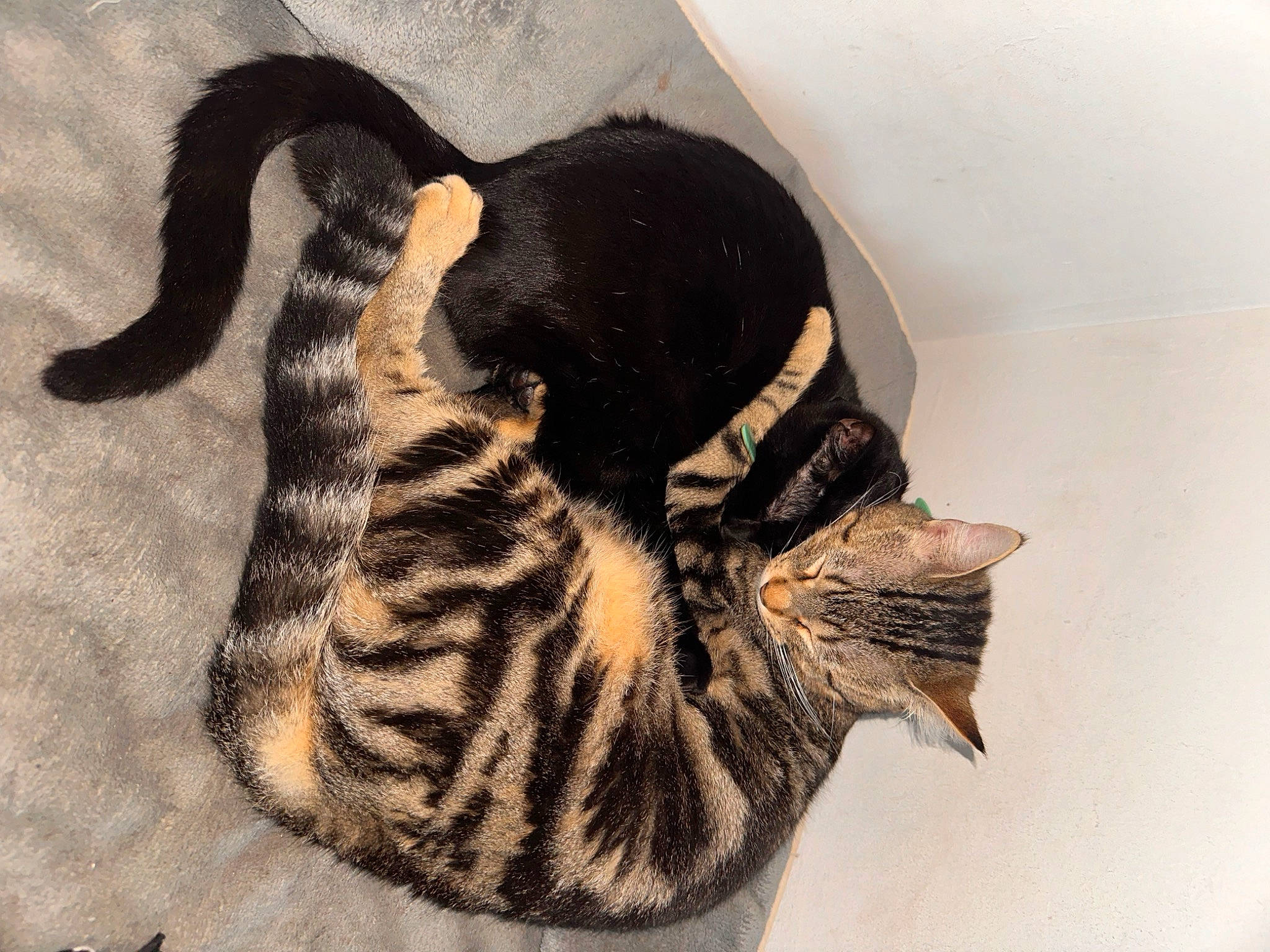 Gribouille participe au concours pour gagner de l'argent avec cette photo : carnivore, cat, claw, ear, fashion_accessory, fawn, felidae, foot, fur, pattern, paw, shadow, small_to_medium_sized_cats, snout, tail, terrestrial_animal, visual_arts, whiskers, wildlife