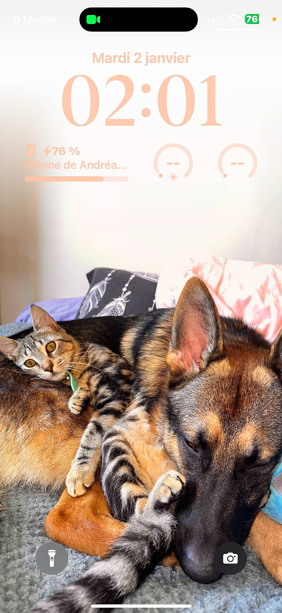 Gribouille participe au concours pour gagner de l'argent avec cette photo : carnivore, cat, comfort, dog, domestic_short_haired_cat, fawn, felidae, font, fur, logo, paw, photo_caption, publication, room, small_to_medium_sized_cats, snout, tail, terrestrial_animal, whiskers, wildlife