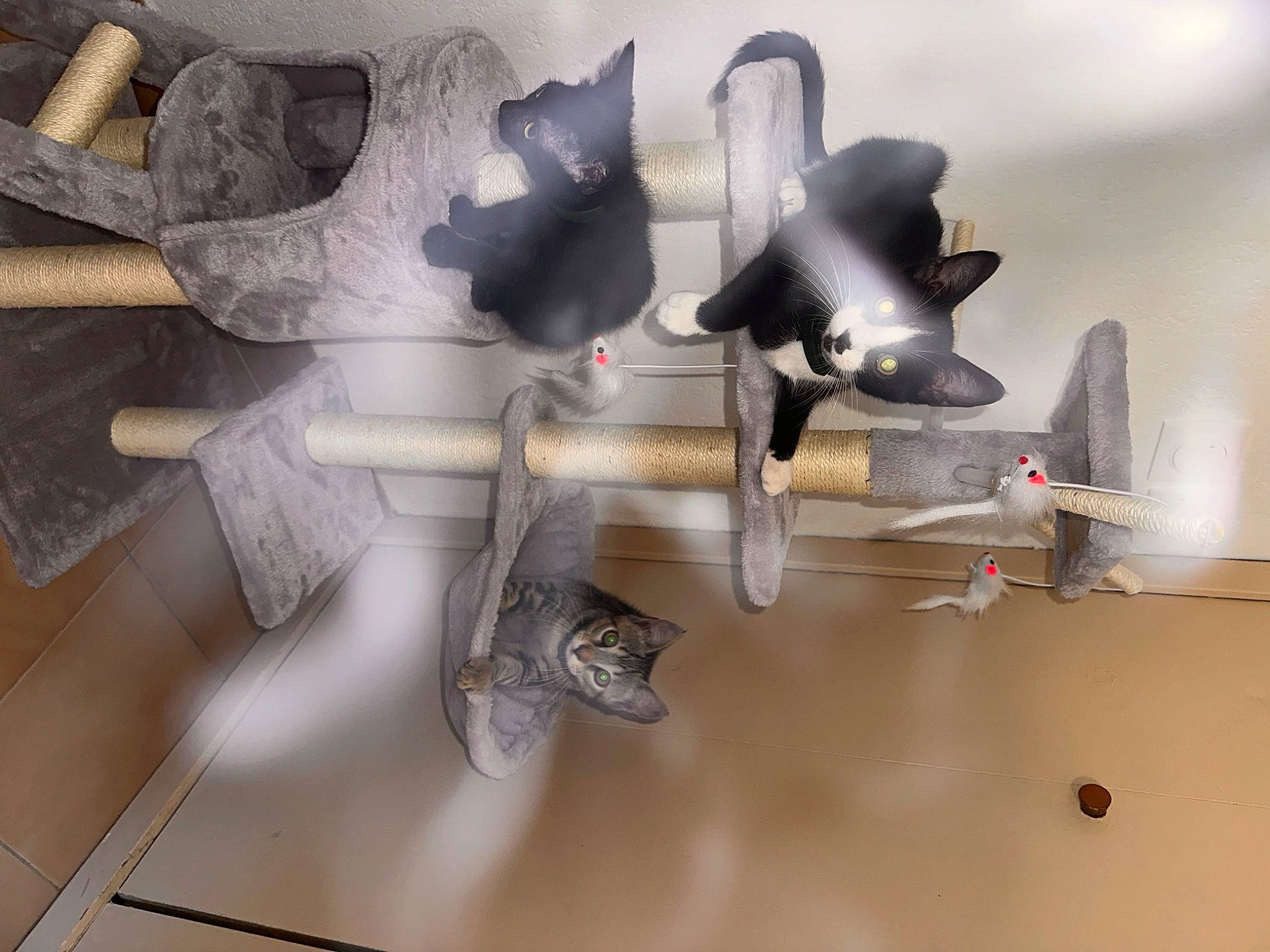 Gribouille participe au concours pour gagner de l'argent avec cette photo : art, auto_part, carmine, ceiling, grey, lighting_accessory, mechanical_fan, metal, paper, petal, plaster, plastic, room, sculpture, still_life_photography, visual_arts, wing, wood