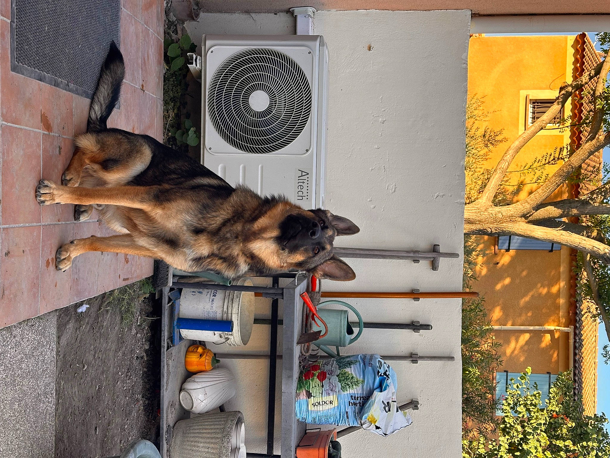 Reaper participe au concours pour gagner de l'argent avec cette photo : art, canidae, carnivore, companion_dog, dog, dog_breed, facade, fawn, felidae, fur, plant, small_to_medium_sized_cats, sporting_group, street, tail, tree, vehicle, visual_arts, window, working_dog