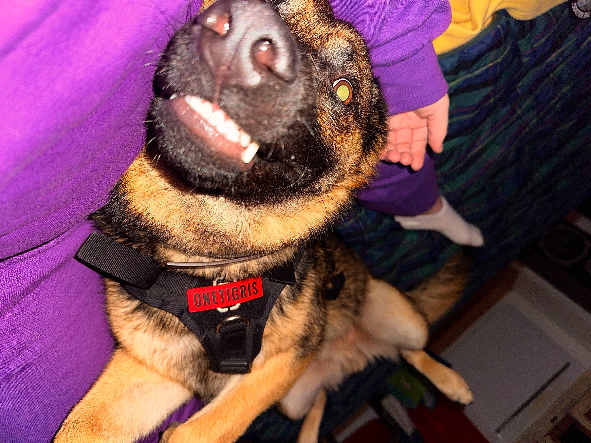 Reaper a rejoint le concours — aidez-le/la à gagner de superbes lots ! canidae, carnivore, collar, companion_dog, dog, dog_breed, dog_collar, fawn, fun, fur, guard_dog, jaw, non_sporting_group, paw, snout, sporting_group, toy_dog, whiskers, working_animal, working_dog