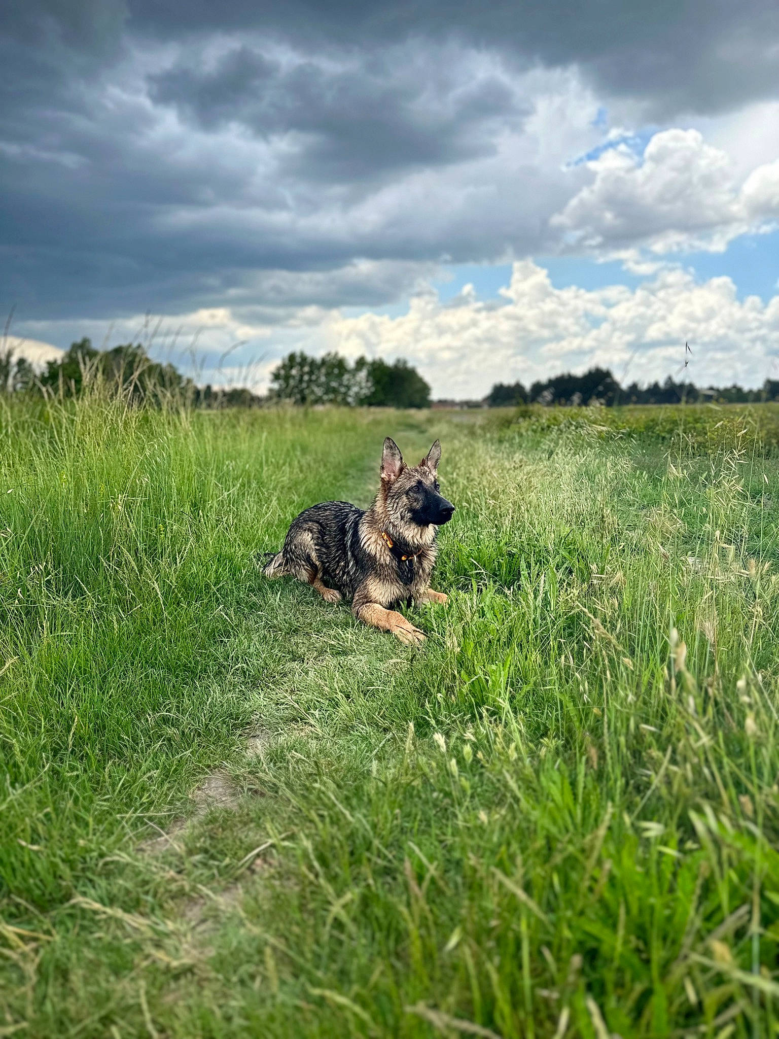Reaper participe au concours pour gagner de l'argent avec cette photo : carnivore, cloud, dog, dog_breed, dress, fawn, felidae, grass, grass_family, grassland, landscape, meadow, natural_landscape, people_in_nature, plain, plant, prairie, sky, terrestrial_animal, tree