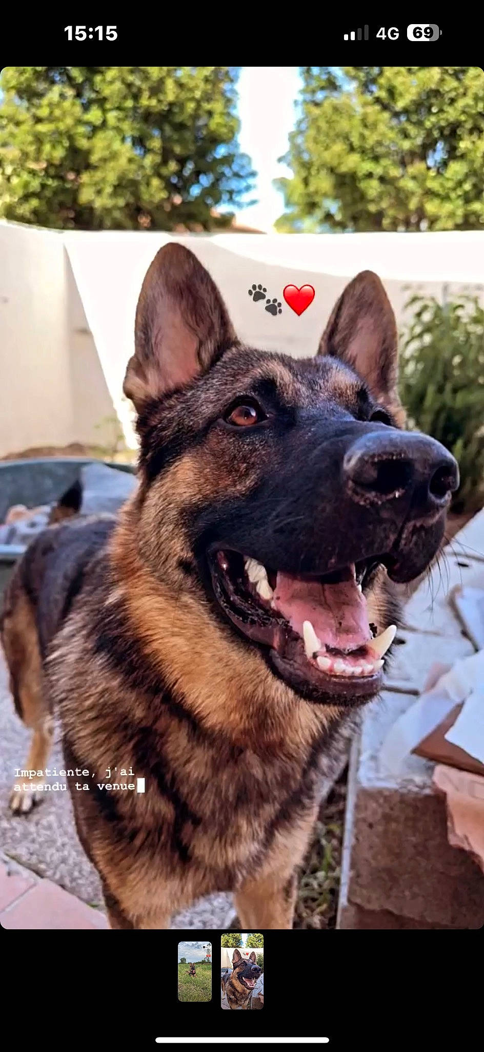 Reaper participe au concours pour gagner de l'argent avec cette photo : canidae, carnivore, collar, companion_dog, dog, dog_breed, dog_collar, east_european_shepherd, fur, german_shepherd_dog, guard_dog, herding_dog, king_shepherd, law_enforcement, old_german_shepherd_dog, plant, snout, sporting_group, working_animal, working_dog