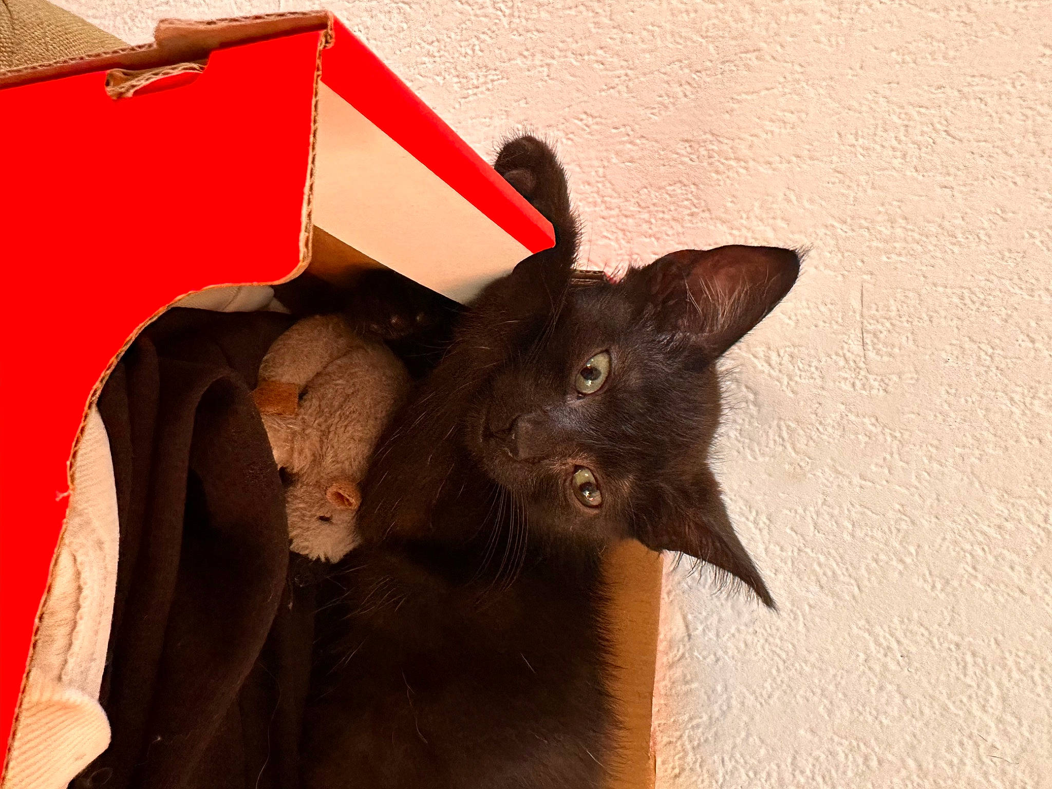 Lili a rejoint le concours — aidez-le/la à gagner de superbes lots ! bat, black_cat, carmine, carnivore, cat, domestic_short_haired_cat, fashion_accessory, fawn, felidae, fur, havana_brown, liver, paper, paper_product, pet_supply, small_to_medium_sized_cats, snout, tail, whiskers, working_animal