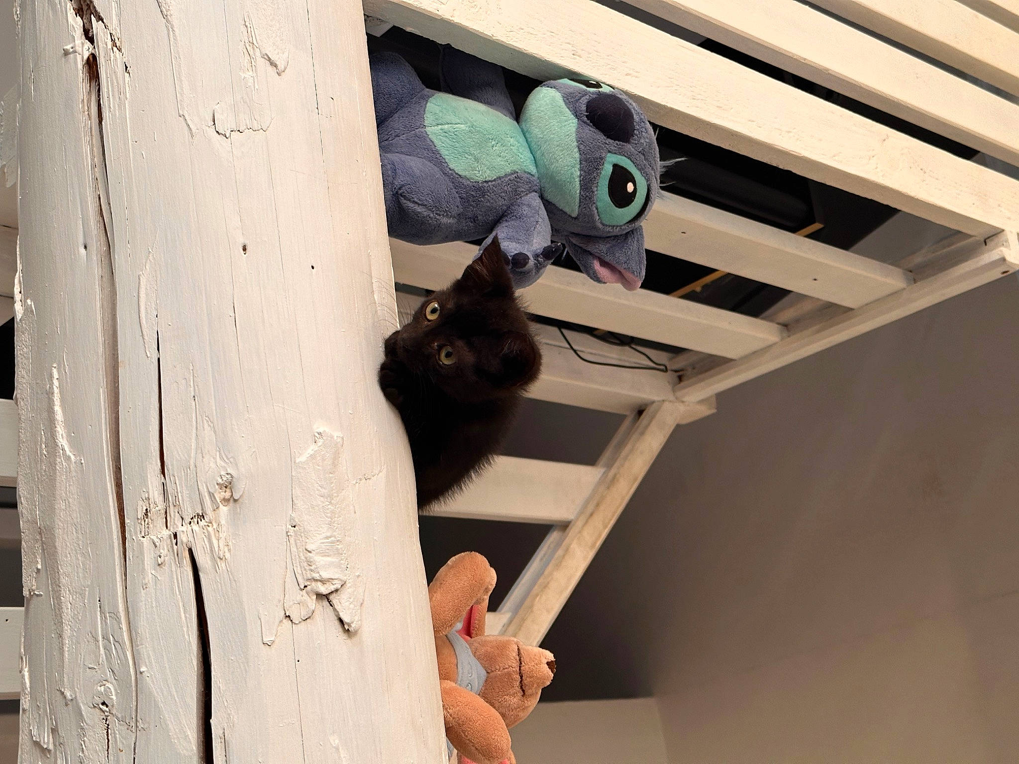 Lili a rejoint le concours — aidez-le/la à gagner de superbes lots ! beam, cat, ceiling, elbow, fawn, felidae, hardwood, metal, plywood, room, small_to_medium_sized_cats, stairs, tail, whiskers, wood, wood_stain