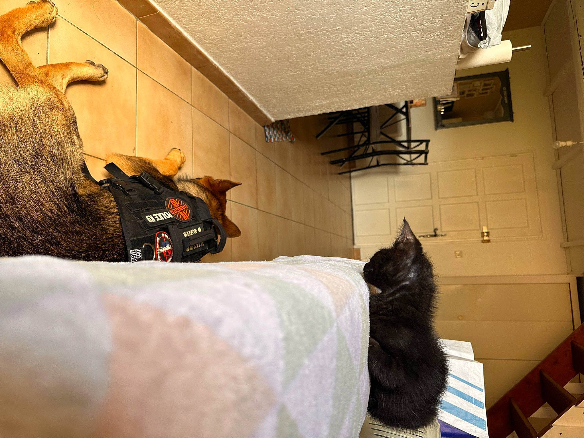 Lili a rejoint le concours — aidez-le/la à gagner de superbes lots ! bag, bed, carnivore, cat, comfort, felidae, floor, flooring, fur, grey, hardwood, house, luggage_and_bags, mammal, room, small_to_medium_sized_cats, tail, vertebrate, whiskers, wood