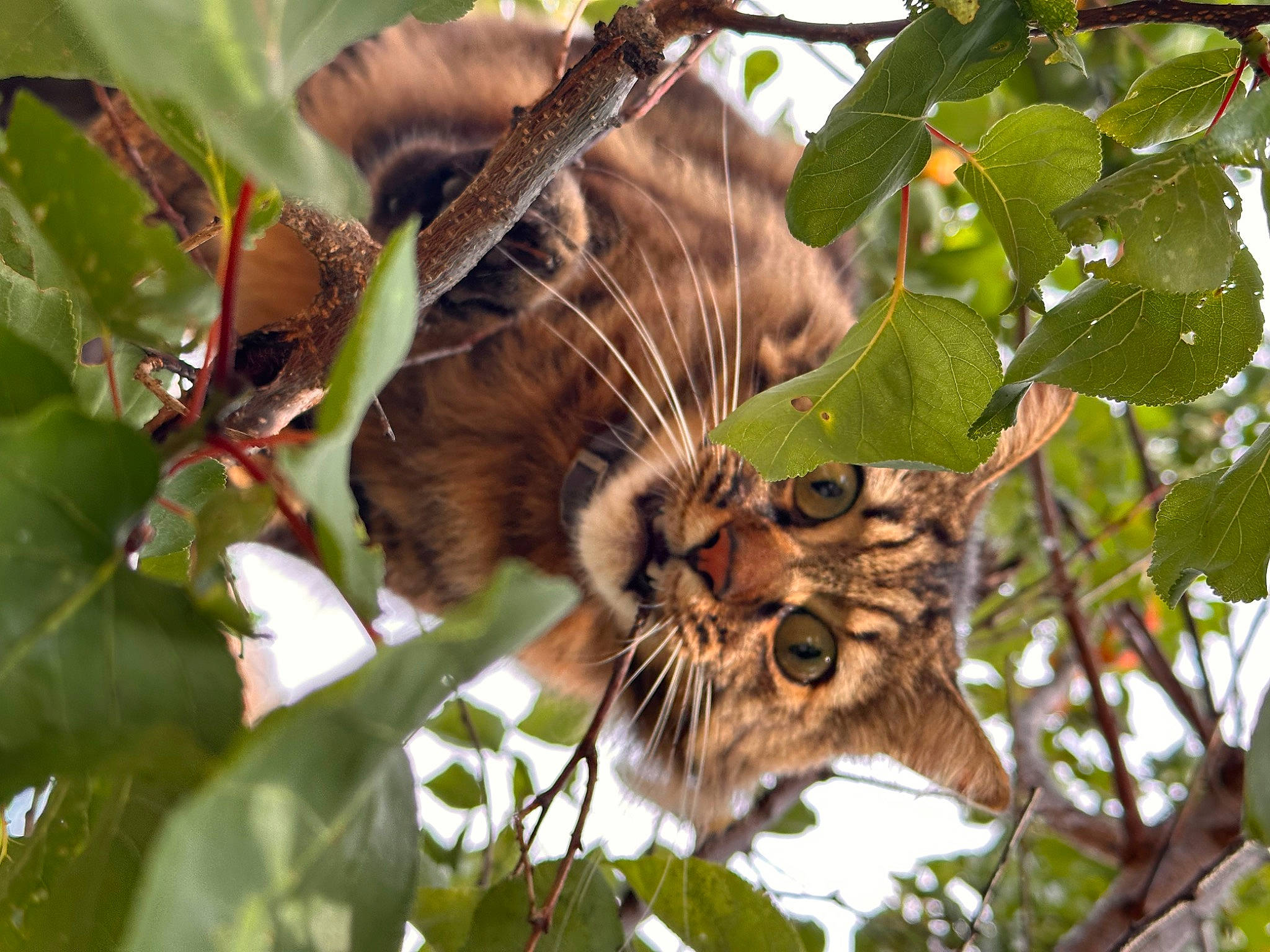 Chipie participe au concours pour gagner de l'argent avec cette photo : arthropod, botany, branch, carnivore, cat, fawn, felidae, insect, invertebrate, jungle, plant, pollinator, small_to_medium_sized_cats, terrestrial_animal, terrestrial_plant, tree, twig, whiskers, wildlife, wing