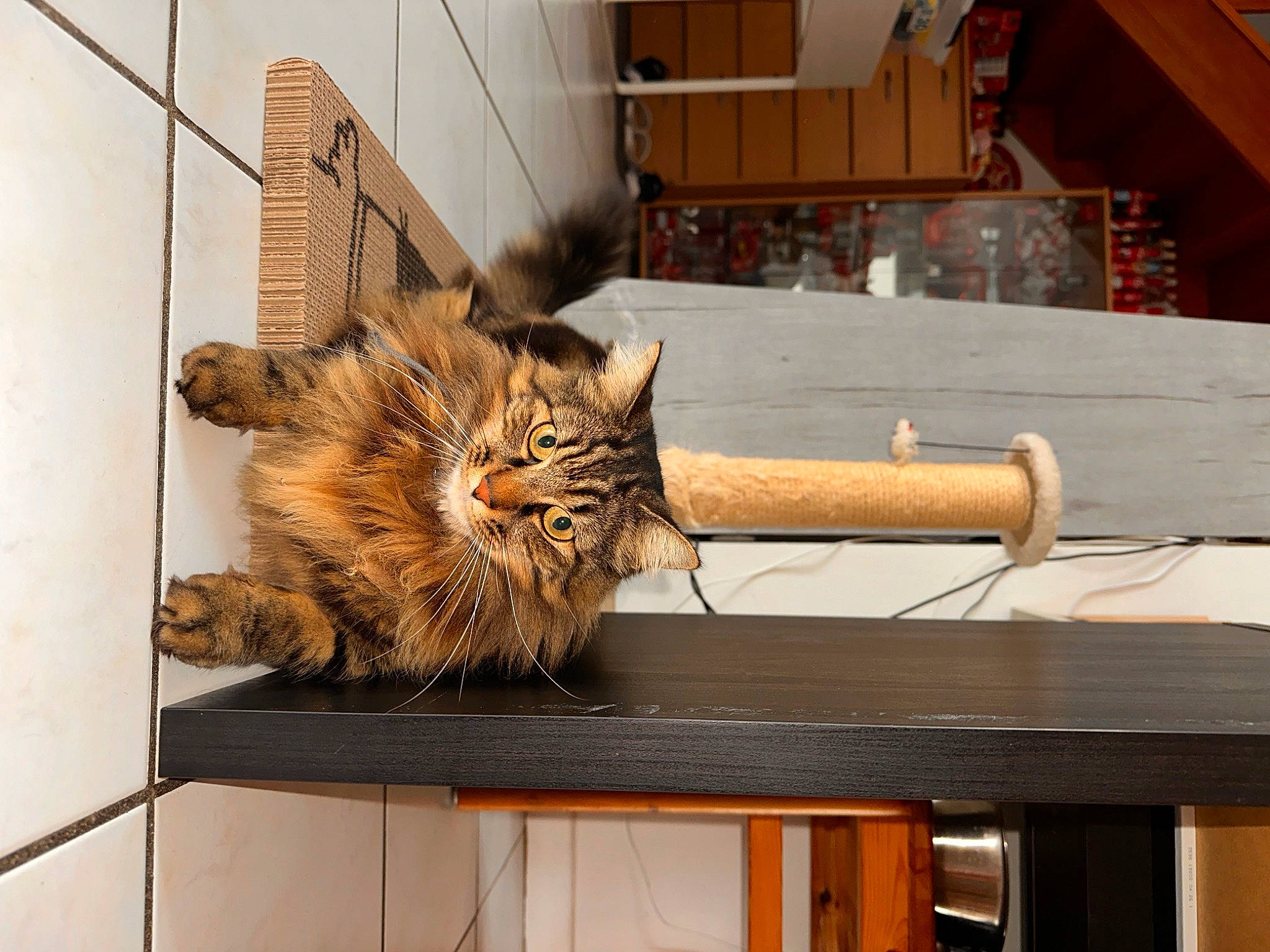 Chipie participe au concours pour gagner de l'argent avec cette photo : canidae, carnivore, cat, claw, domestic_short_haired_cat, fawn, felidae, fur, hardwood, maine_coon, small_to_medium_sized_cats, table, tail, terrestrial_animal, whiskers, wood, wood_stain