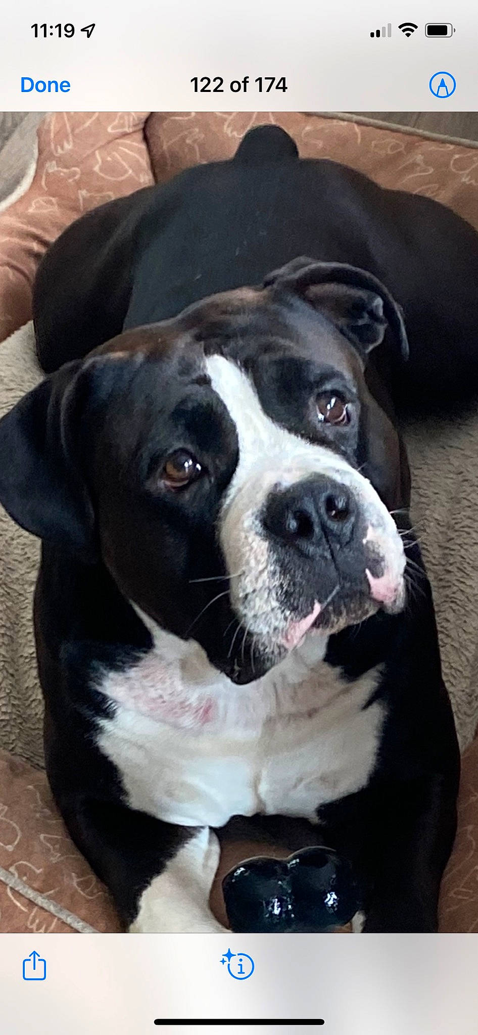 Brutis is registered to the contest to win money with this photo: bored, boston_terrier, carnivore, collar, comfort, companion_dog, dog, dog_breed, fawn, fur, non_sporting_group, sporting_group, whiskers, working_animal, working_dog