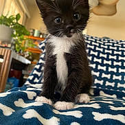 Milo joined the competition — help win amazing prizes! kitten, cat, black_and_white, indoor, blanket, pattern, dog_bones, pet, animal, cute, feline, whiskers, paws, young, curious, home, cozy, furniture, plant, portrait