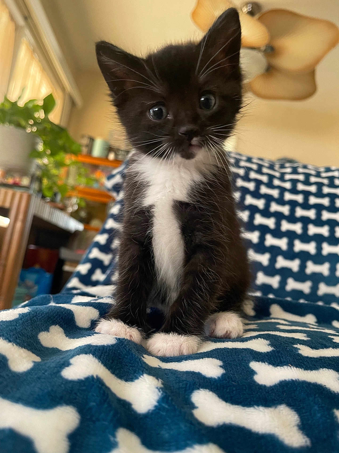 Milo