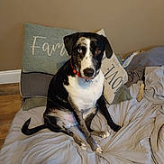 Brutusmaludus is registered to the contest to win money with this photo: bed, black_and_white, blanket, blue_eye, brown_eye, collar, cozy, dog, floor, fur, heterochromia, indoor, mixed_breed, pet, pillow, sitting, spotted, tail, wall, wooden_floor