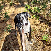 Brutus joined the competition — help win amazing prizes! animal, canine, dog, grass, grove, herbal, herbs, hound, land, nature, outdoors, path, pet, plant, puppy, soil, tree, vegetation, wilderness, woodland