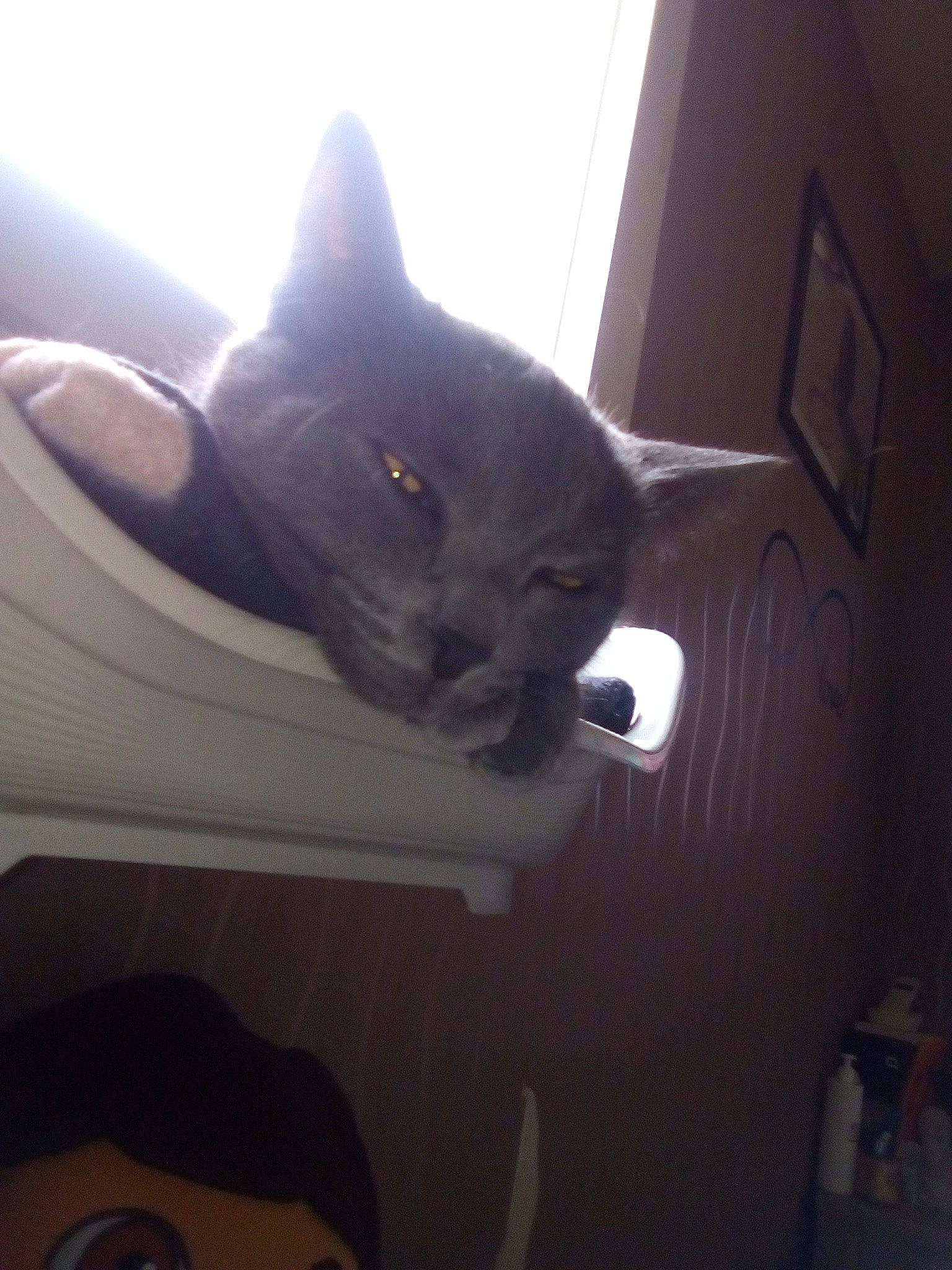 Bébé a rejoint le concours — aidez-le/la à gagner de superbes lots ! british_shorthair, carnivore, cat, domestic_short_haired_cat, ear, eye, felidae, kitten, korat, russian_blue, sky, small_to_medium_sized_cats, snout, tail, tonkinese, whiskers