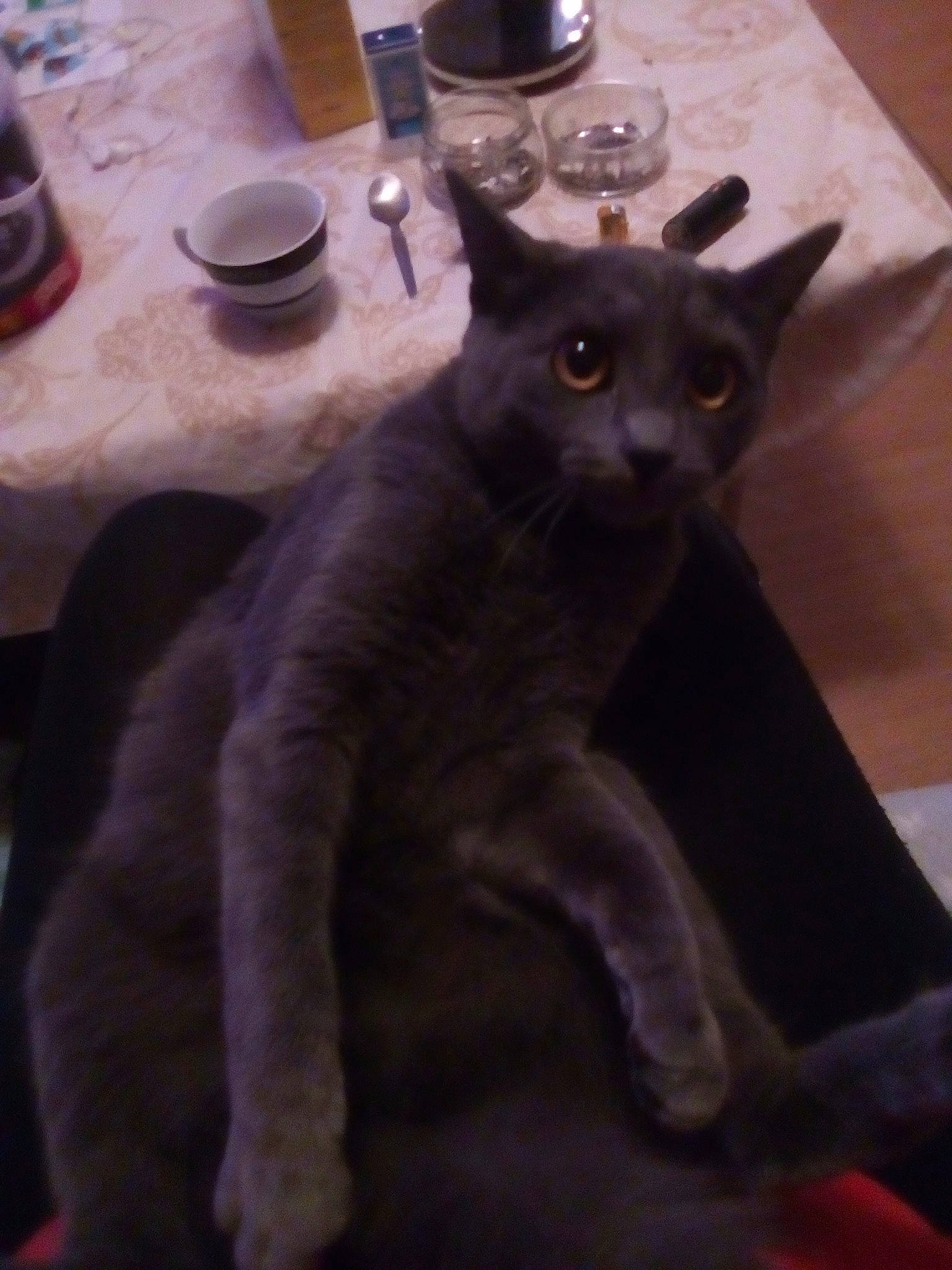 Bébé a rejoint le concours — aidez-le/la à gagner de superbes lots ! black_cat, british_shorthair, carnivore, cat, chartreux, domestic_short_haired_cat, felidae, korat, mammal, nebelung, russian_blue, small_to_medium_sized_cats, tail, whiskers