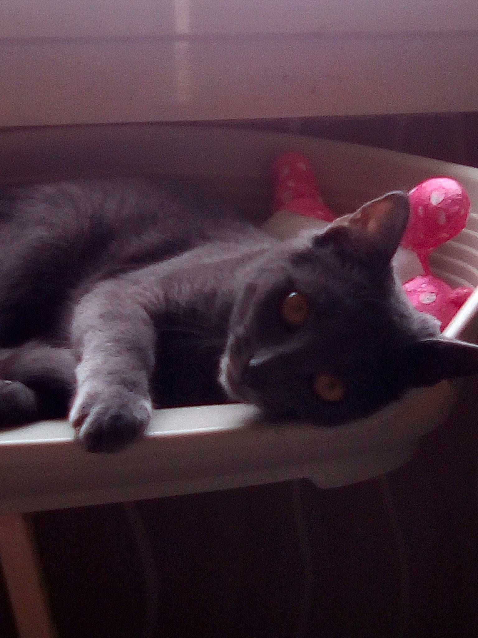 Bébé a rejoint le concours — aidez-le/la à gagner de superbes lots ! black_cat, british_shorthair, carnivore, cat, chartreux, domestic_short_haired_cat, ear, felidae, fur, kitten, korat, nap, nebelung, paw, polydactyl_cat, russian_blue, small_to_medium_sized_cats, tail, whiskers