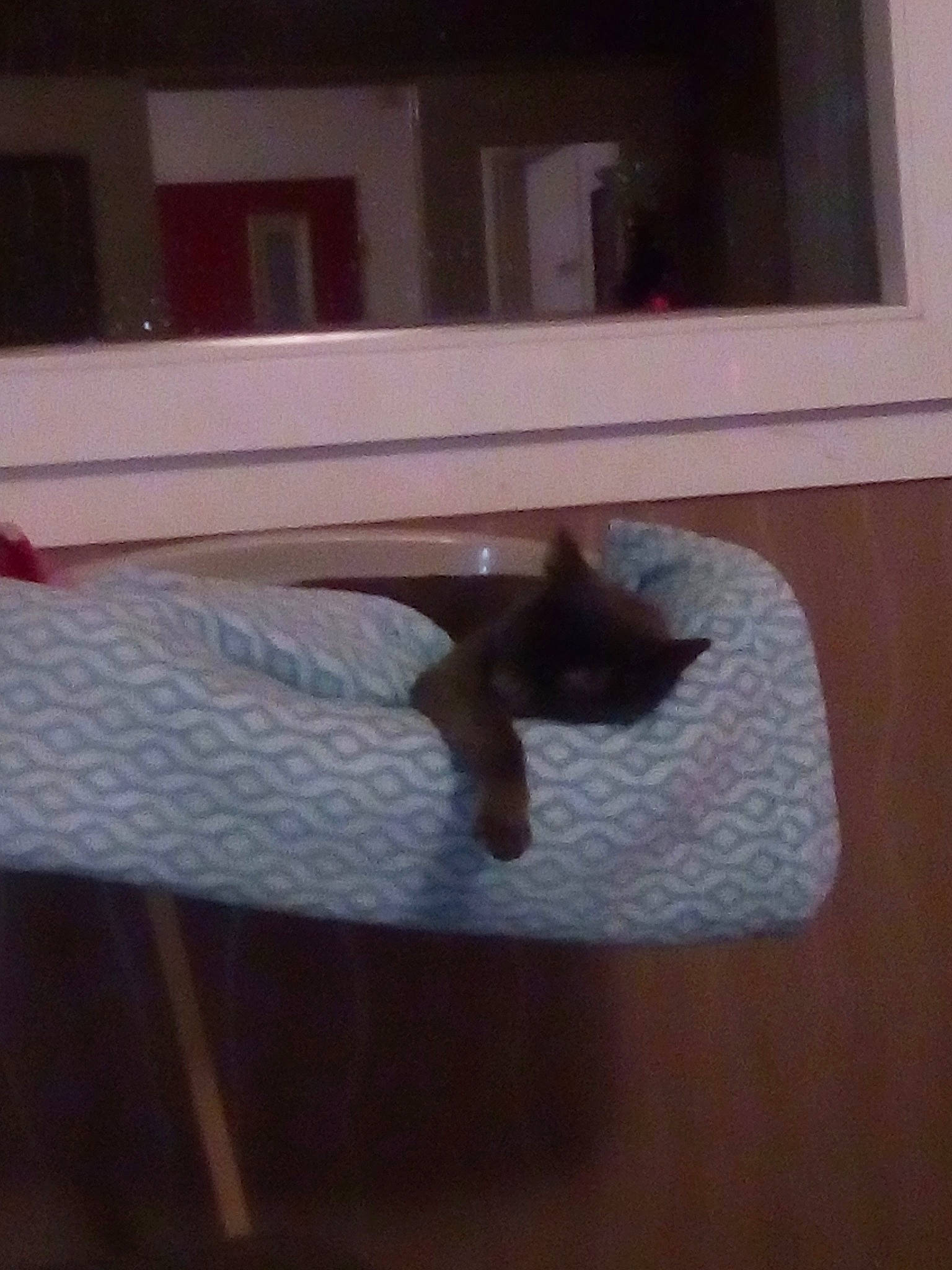 Bébé a rejoint le concours — aidez-le/la à gagner de superbes lots ! cat, fawn, room, table, tail