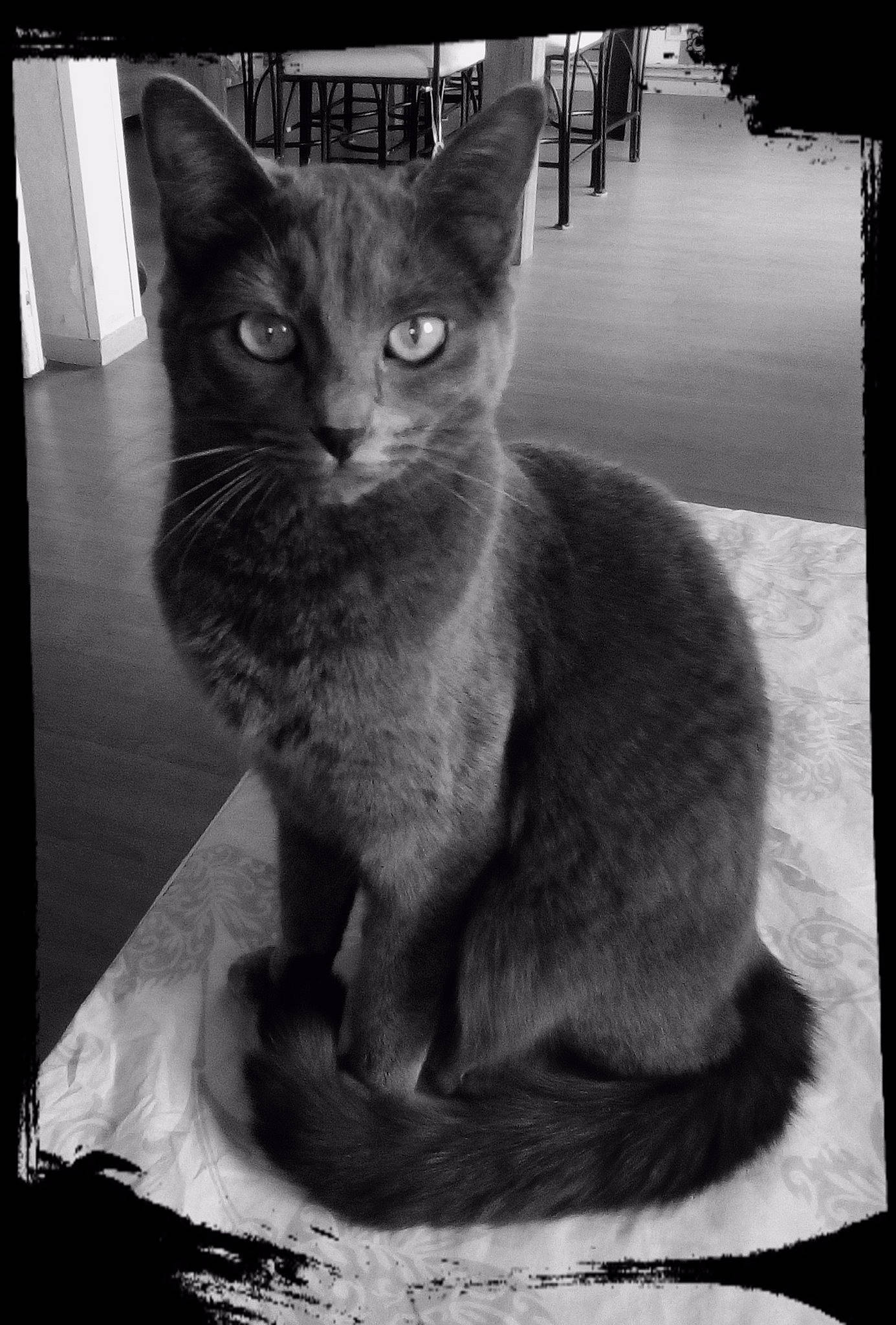 Bébé a rejoint le concours — aidez-le/la à gagner de superbes lots ! asian, black_and_white, black_cat, burmese, carnivore, cat, domestic_short_haired_cat, felidae, kitten, korat, mammal, monochrome, photo_caption, photography, russian_blue, small_to_medium_sized_cats, snapshot, snout, tonkinese, whiskers