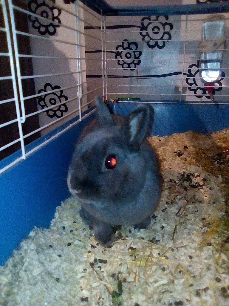 Coco participe au concours pour gagner de l'argent avec cette photo : animal_shelter, cage, chinchilla, domestic_rabbit, fawn, gerbil, hamster, mammal, muridae, organism, rabbit, rabbits_and_hares, rat, rodent, snout, whiskers