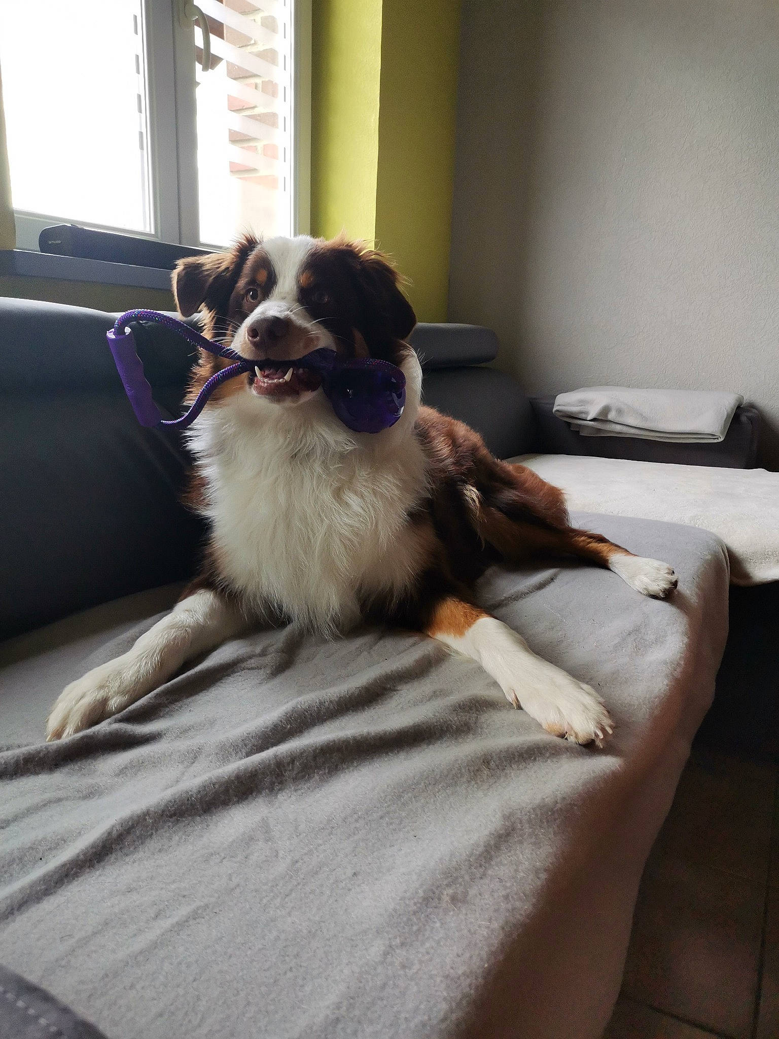 Poyo participe au concours pour gagner de l'argent avec cette photo : australian_shepherd, border_collie, canidae, carnivore, companion_dog, dog, dog_breed, glasses, mammal, phalene, sporting_group, toy_dog