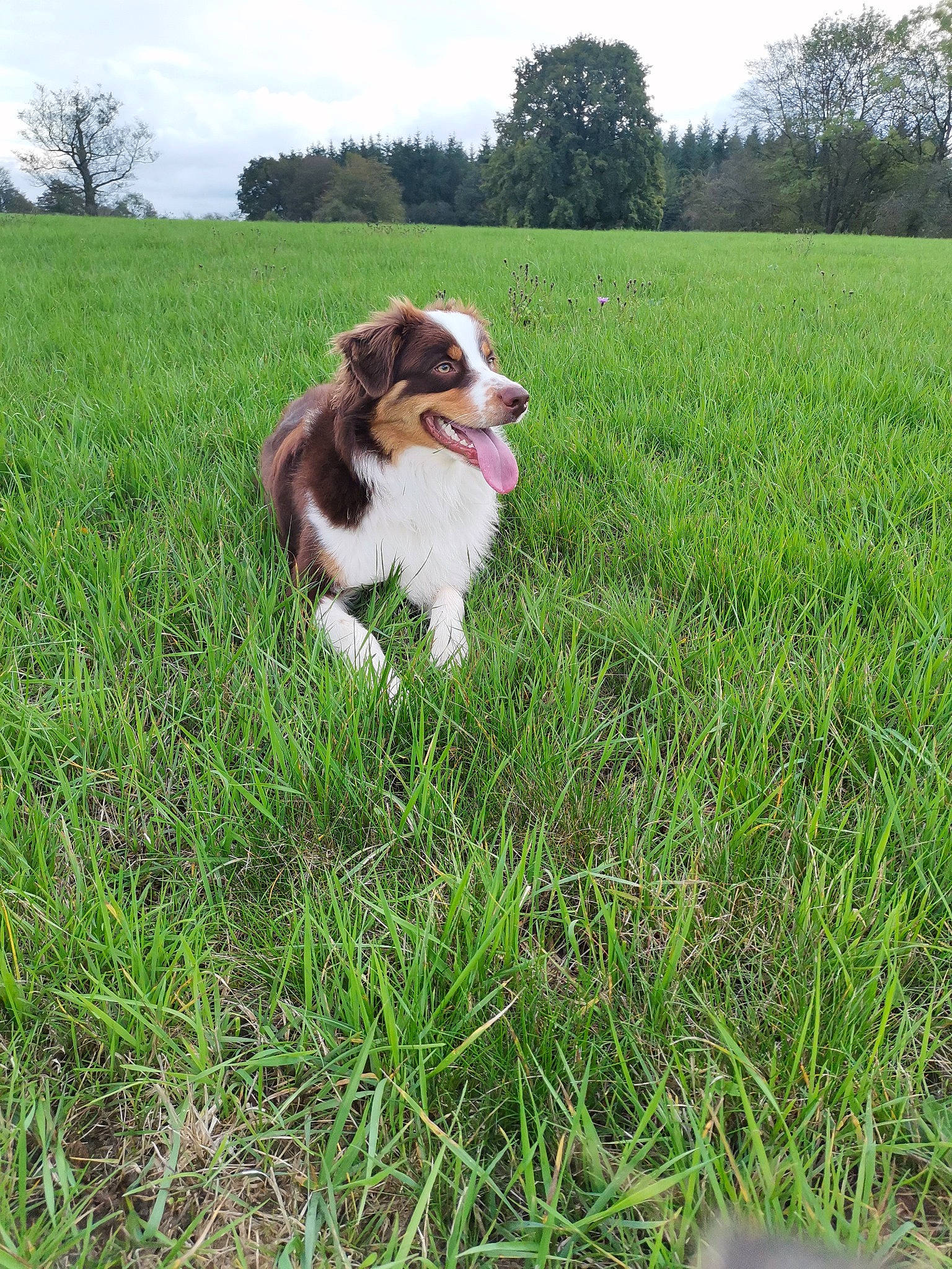 Poyo participe au concours pour gagner de l'argent avec cette photo : australian_shepherd, brittany, canidae, carnivore, companion_dog, dog, dog_breed, drentse_patrijshond, french_spaniel, grass, kooikerhondje, mammal, miniature_australian_shepherd, spaniel, sporting_group, vertebrate, welsh_sheepdog, welsh_springer_spaniel, working_dog