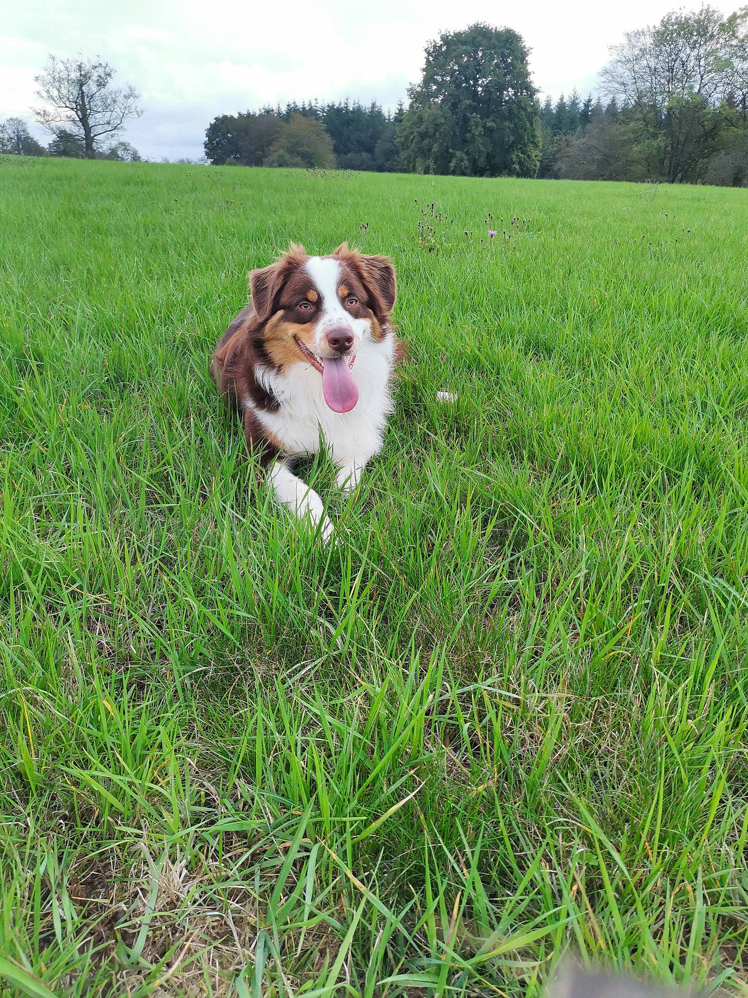 Poyo participe au concours pour gagner de l'argent avec cette photo : australian_shepherd, border_collie, canidae, carnivore, companion_dog, dog, dog_breed, english_shepherd, grass, grass_family, herding_dog, mammal, meadow, miniature_australian_shepherd, pasture, plant, sporting_group, welsh_sheepdog, working_dog