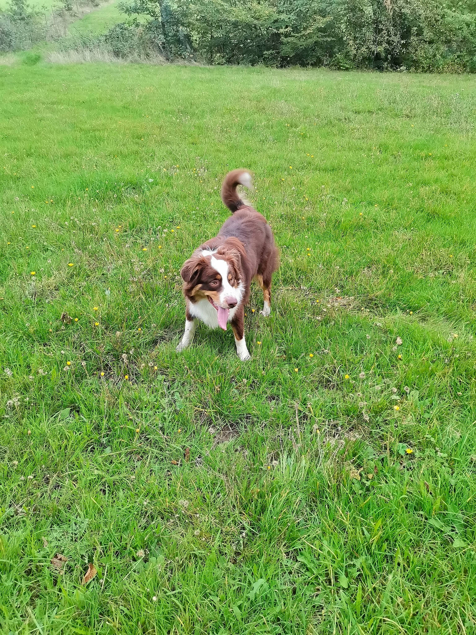 Poyo participe au concours pour gagner de l'argent avec cette photo : canidae, carnivore, companion_dog, dog, dog_breed, grass, hunting_dog, mammal, sporting_group, vertebrate, working_dog