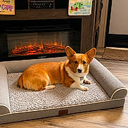Beans is registered to the contest to win money with this photo: animal, brown_dog, carpet, corgi, cozy, cute, decorations, dog, electric_fireplace, fireplace, floor_mat, furniture, home, indoor, living_room, pet_bed, relaxing, resting, sign, wood_floor