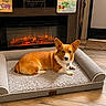 animal, brown_dog, carpet, corgi, cozy, cute, decorations, dog, electric_fireplace, fireplace, floor_mat, furniture, home, indoor, living_room, pet_bed, relaxing, resting, sign, wood_floor
