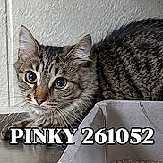 Pinky joined the competition — help win amazing prizes! cat, tabby_cat, kitten, animal, pet, fur, striped_fur, whiskers, green_eyes, blue_eyes, ears, portrait, close_up, cardboard_box, indoors, wall, floor, alert, looking_at_camera, text_overlay