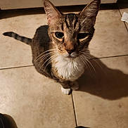 Charlie is registered to the contest to win money with this photo: cat, tabby_cat, pet, animal, feline, whiskers, ears, eyes, white_chest, striped_fur, paws, tail, sitting, indoor, tile_floor, home, portrait, close_up, shadow, serious_expression