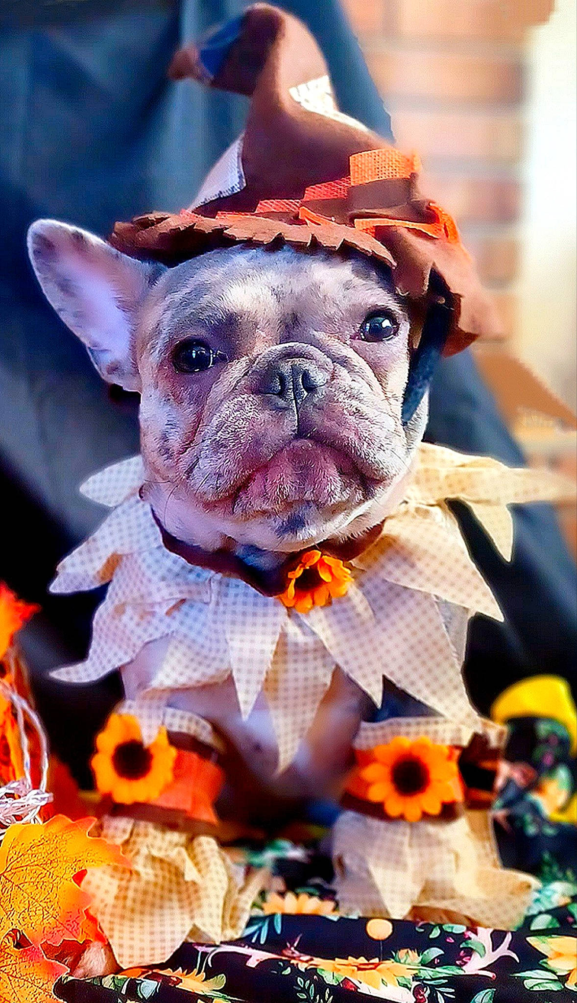 Gabby is registered to the contest to win money with this photo: canidae, carnivore, close_up, companion_dog, dog, dog_breed, event, fawn, fun, happy, orange, petal, pink, plant, snout, sporting_group, toy, whiskers, working_animal, wrinkle
