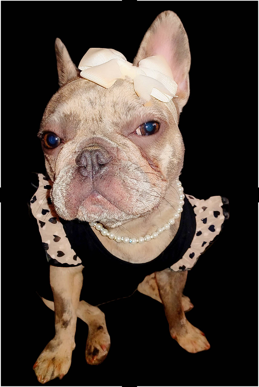 Gabby joined the competition — help win amazing prizes! bulldog, canidae, carnivore, companion_dog, dessert, dog, dog_breed, dog_clothes, dog_collar, ear, fawn, french_bulldog, molosser, snout, sporting_group, terrestrial_animal, toy_dog, whiskers, working_animal, wrinkle