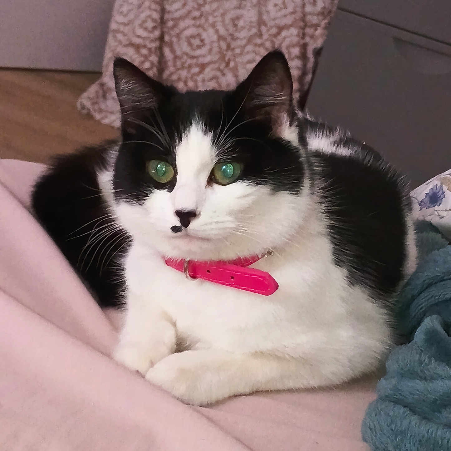 Princesse a rejoint le concours — aidez-le/la à gagner de superbes lots ! animal, bedroom, black_and_white, blanket, cat, collar, cozy, cute, cute_pet, domestic_animal, feline, fur, green_eyes, indoor, pet, pink_collar, relaxed, resting, soft_texture, whiskers