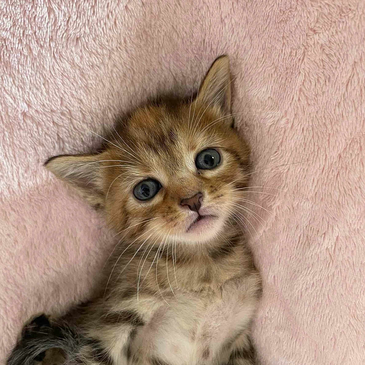 Nala a rejoint le concours — aidez-le/la à gagner de superbes lots ! animal, baby_animal, cat, closeup, cozy, cute, domestic_cat, ears, feline, fur, kitten, lying_down, pet, pink_blanket, sleepy, small, soft, tabby, whiskers, young