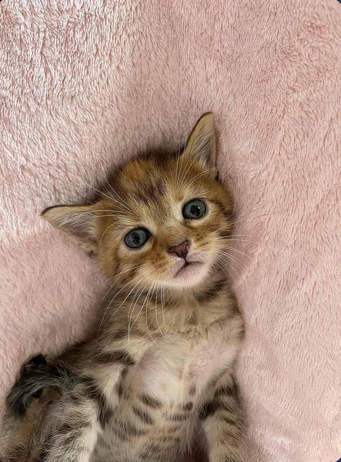 Nala a rejoint le concours — aidez-le/la à gagner de superbes lots ! animal, baby_animal, cat, closeup, cozy, cute, domestic_cat, ears, feline, fur, kitten, lying_down, pet, pink_blanket, sleepy, small, soft, tabby, whiskers, young