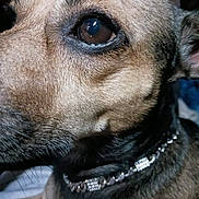 Bugga Faulk is registered to the contest to win money with this photo: dog, close_up, pet, animal, fur, eye, collar, chain, snout, muzzle, canine, portrait, domestic_animal, brown, black, whiskers, face, looking, indoor, detail