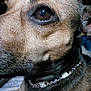 dog, close_up, pet, animal, fur, eye, collar, chain, snout, muzzle, canine, portrait, domestic_animal, brown, black, whiskers, face, looking, indoor, detail