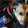 Bugga Faulk joined the competition — help win amazing prizes! dog, pet, animal, resting, close_up, jacket, houston_texans, black, brown, indoor, cozy, face, fur, ears, snout, calm, sleepy, fabric, texture, casual