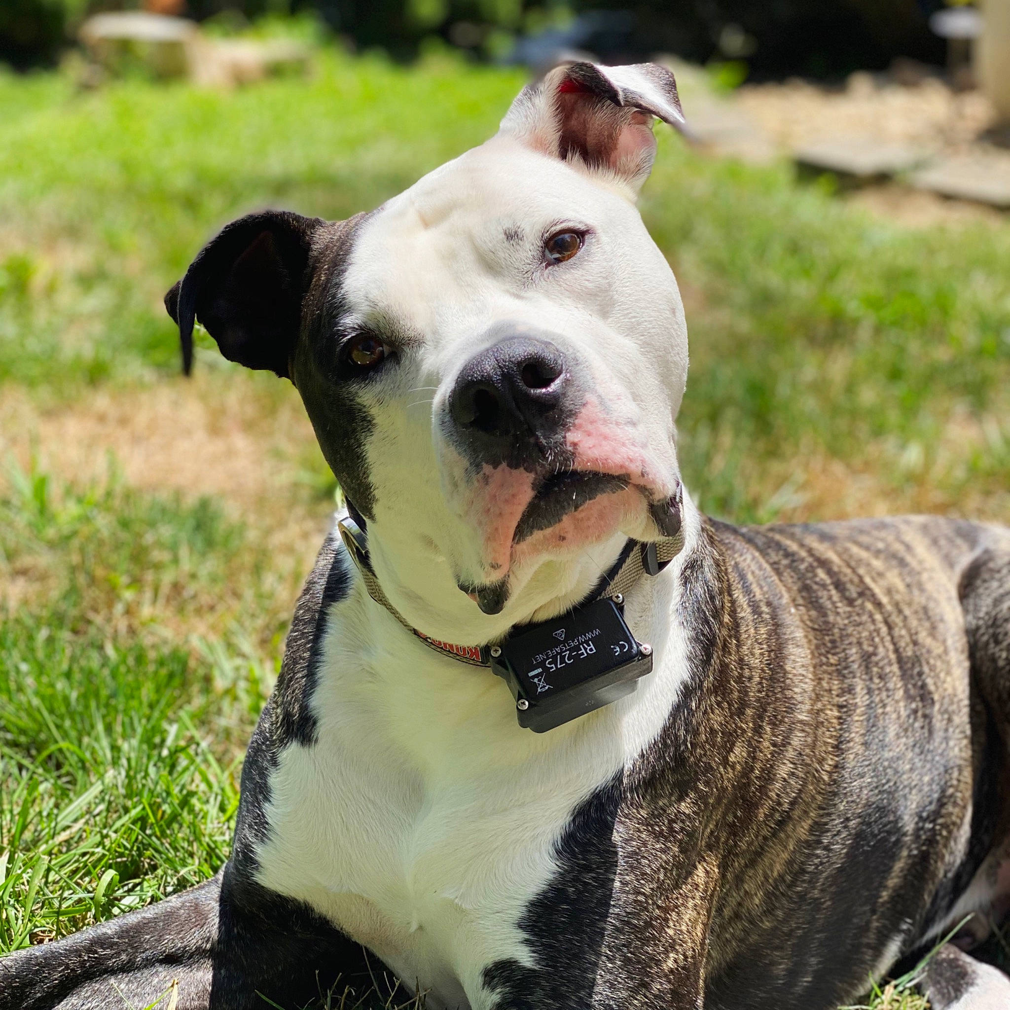 Ramsie is registered to the contest to win money with this photo: carnivore, collar, companion_dog, dog, dog_breed, dog_collar, dog_supply, fashion_accessory, fawn, grass, leash, non_sporting_group, pet_supply, plant, snout, sporting_group, terrestrial_animal, whiskers, working_animal, working_dog