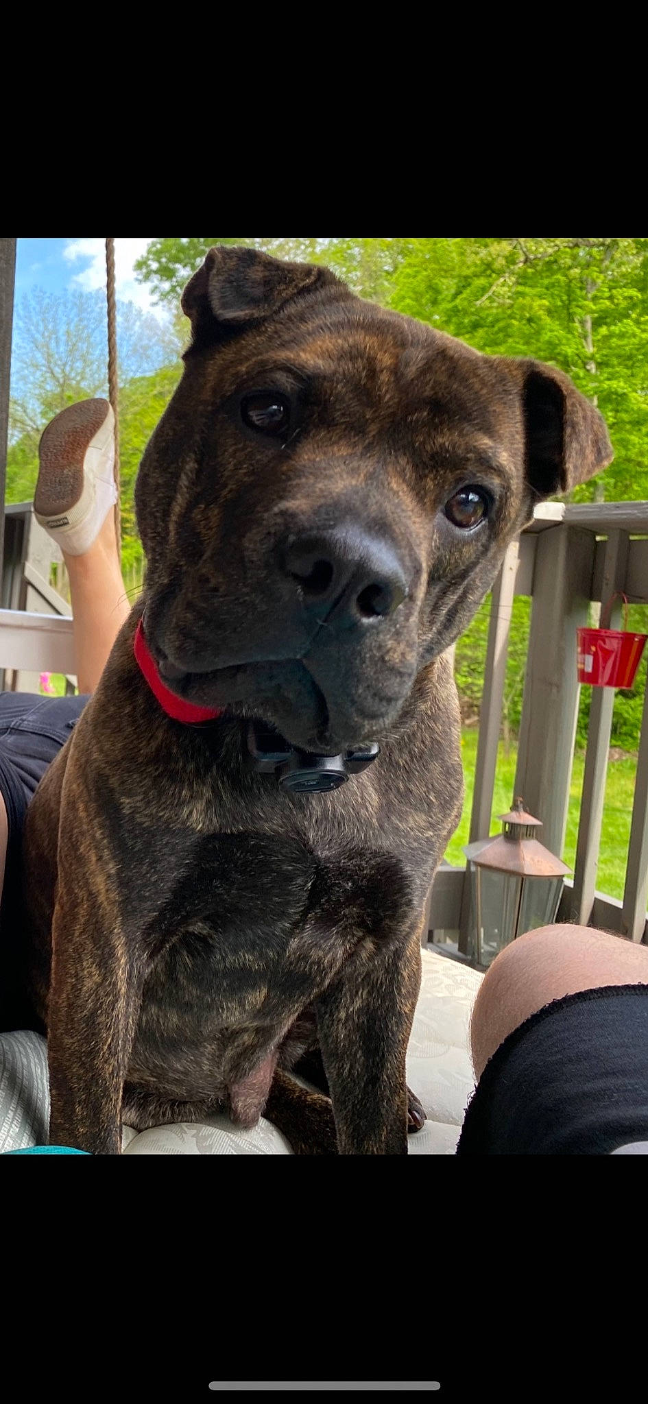 Gus is registered to the contest to win money with this photo: canidae, carnivore, collar, companion_dog, dog, dog_breed, dog_collar, fawn, fence, giant_dog_breed, guard_dog, liver, molosser, plant, snout, terrestrial_animal, tree, whiskers, working_animal, working_dog