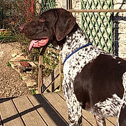 Oudini participe au concours pour gagner de l'argent avec cette photo : braque_dauvergne, braque_du_bourbonnais, braque_francais, canidae, carnivore, dog, dog_breed, fawn, german_shorthaired_pointer, hunting_dog, liver, mammal, old_danish_pointer, pachon_navarro, pointer, pointing_breed, sporting_group, vertebrate